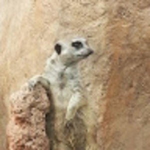 Meet your Posher, Earl